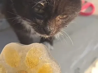 Paw Popsicle Mold