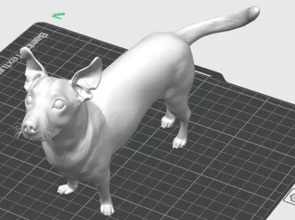 Jack Russel Carino