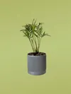 For A1 Mini