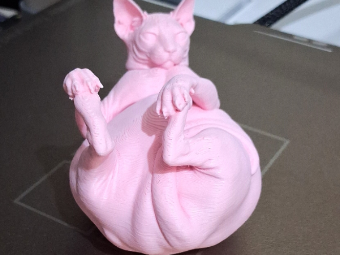 Gatto Sphynx Chonky compagno di scrivania
