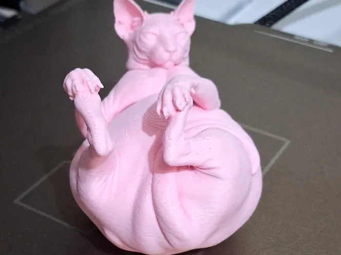 Gatto Sphynx Chonky compagno di scrivania