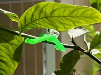 0.2mm 层高, 3 层墙, 25% 填充