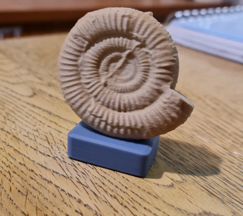Ammonite on a stand