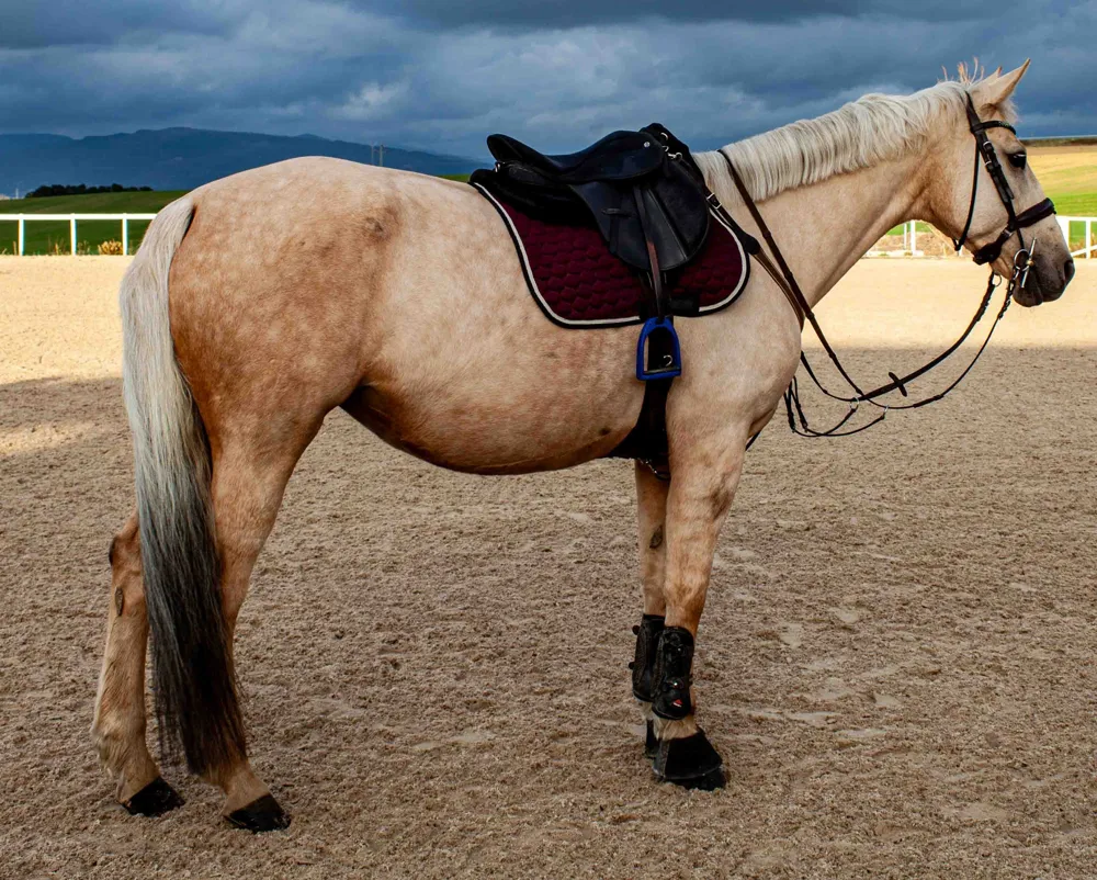 Sitemapcdatahttpsshudreferenzcomlaine Cheval Blanc Modeles Gratuitsnull