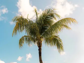 Coconut Palm