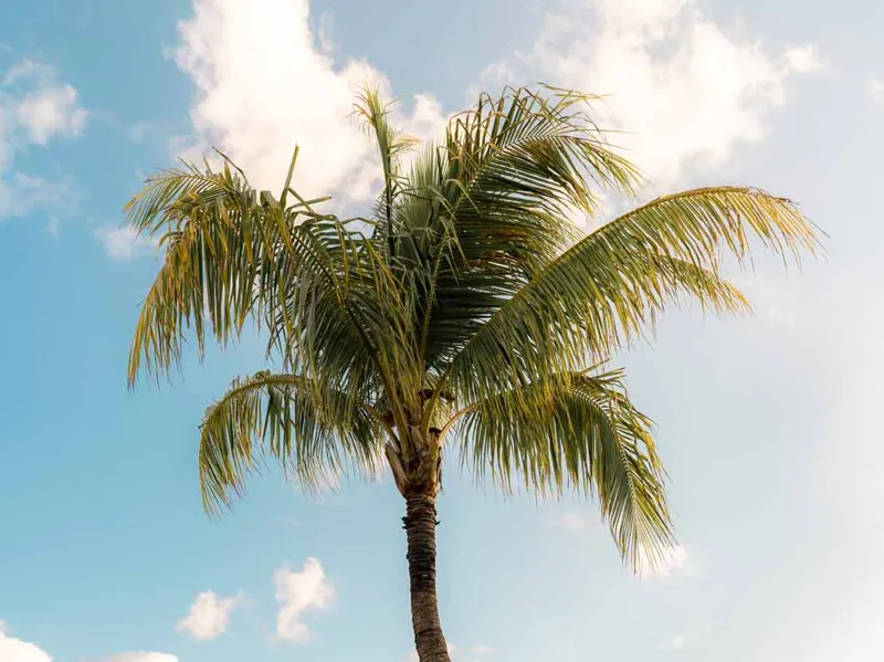 Coconut Palm