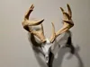 Jordan Buck - 25% Scale - SPLIT BAS Antler