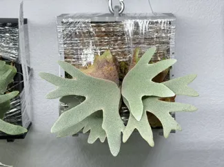 鹿角蕨种植框