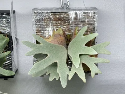 Staghorn fern planter box