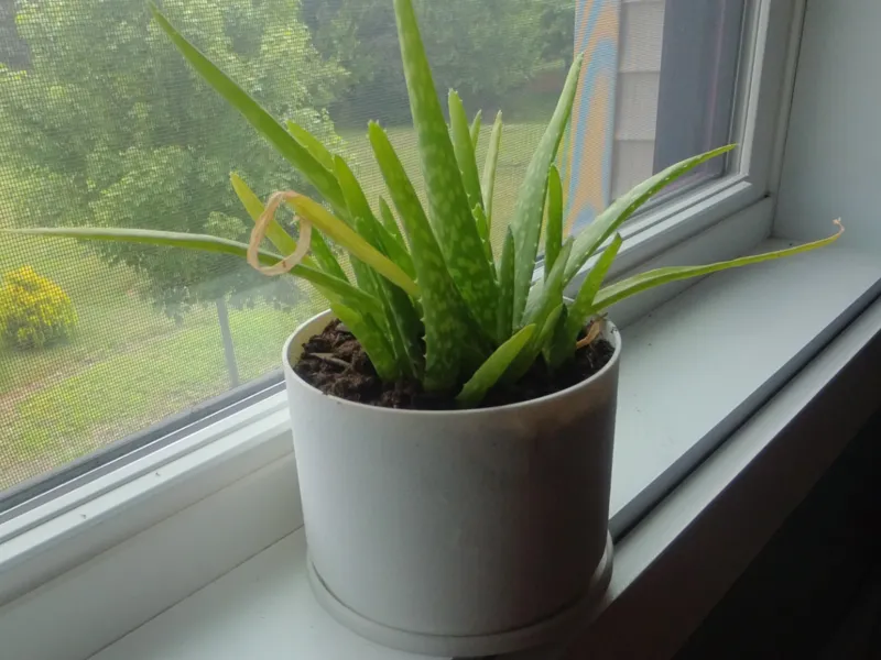 Simple Textured Plant Pot (4 Size Options)
