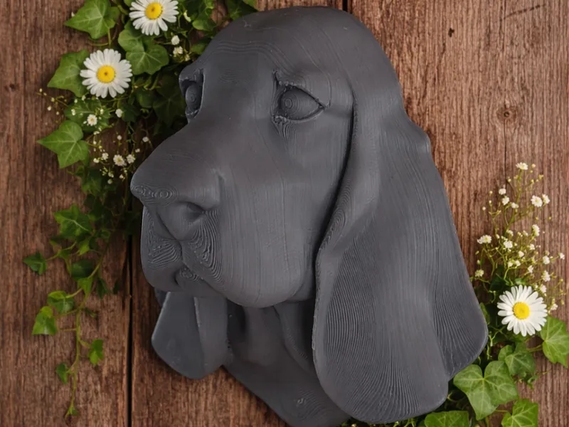 Basset hound head model