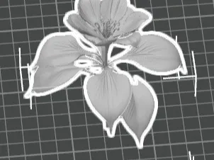 lily