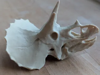 Triceratops skull