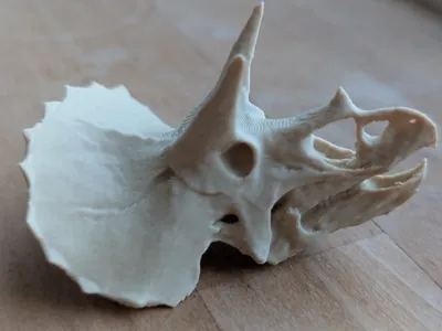 Triceratops skull