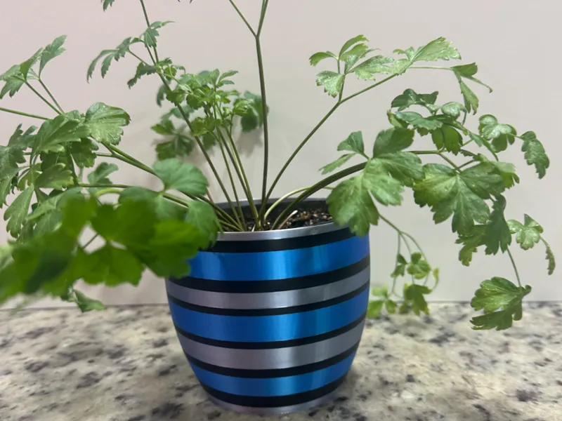 cover pot / planter 5 in. costa 