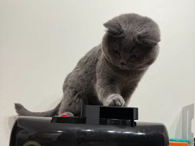 Primo Cat Blocker