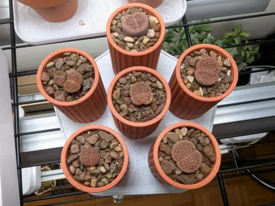 Lithops or small Cacti Planters
