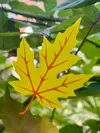 leaf 6 0.2mm layer, 5 walls, 100% infill