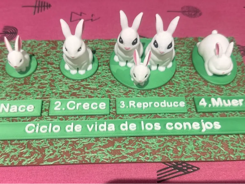 Ciclo de vida del conejo