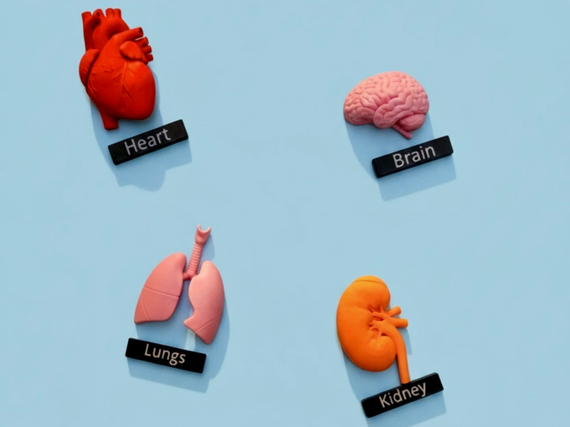 Anatomy Magnets