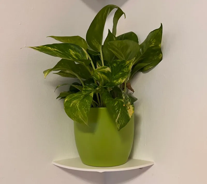 Corner shelf for plants and flowers