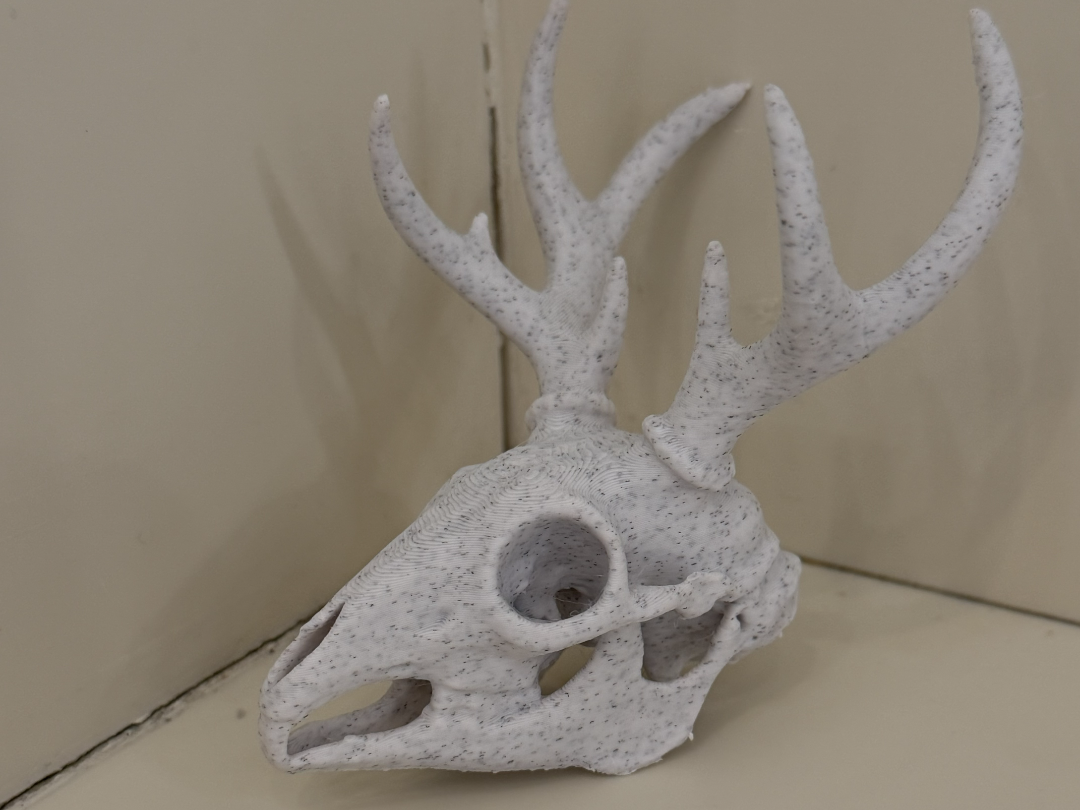 Jackalope Skull