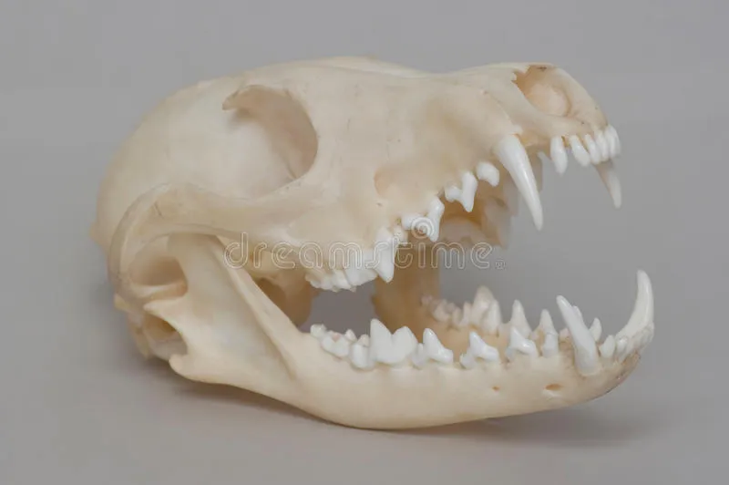 fox skull