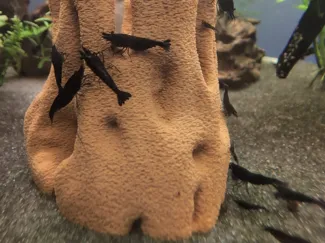 3D Scanned Cholla Wood (Standard & Fuzzy)