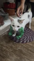Reduced weight | Easier for cats to bear