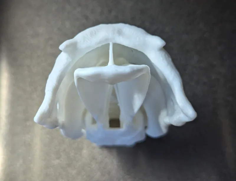 Upper Airway Model