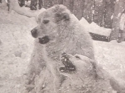 Golden Retrievers playing in the snow