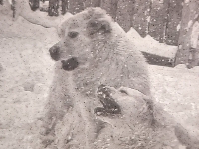 Golden Retrievers playing in the snow