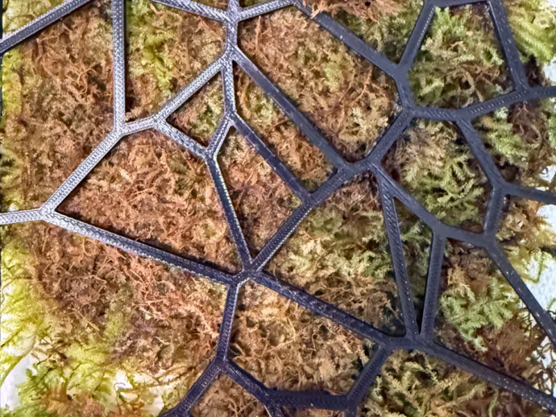 Voronoi Moss Wall For Nano Aquarium