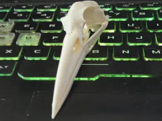 heron skull 