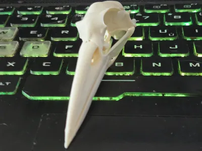 heron skull 