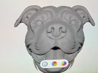 Pitbull head