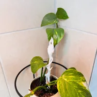 plant support