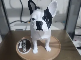 bulldog francês 