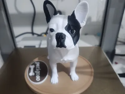 French bulldog 