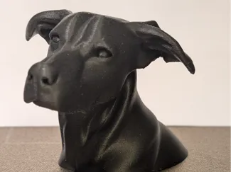 Labrador X Malinois