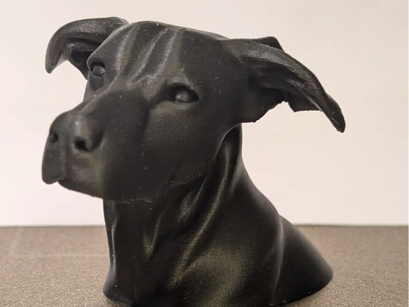 Labrador X Malinois