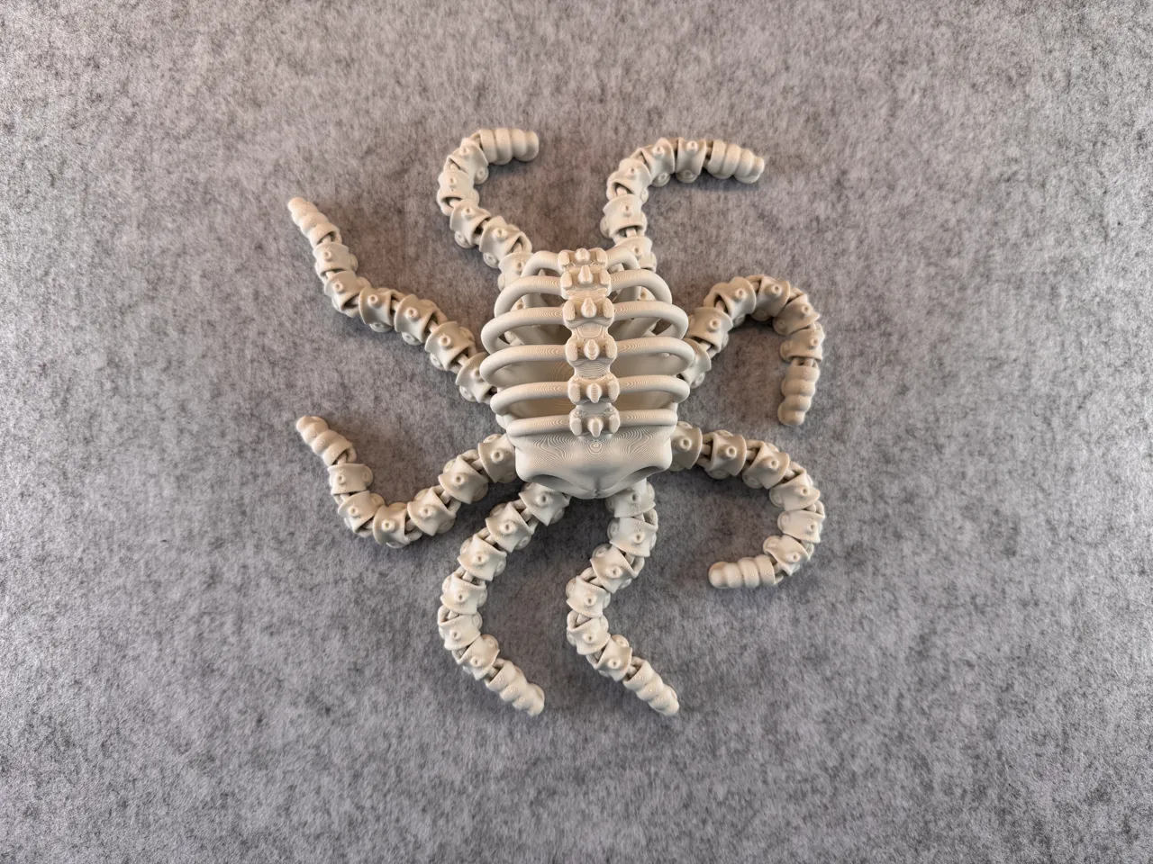 Articulated Skeleton Octopus view 4