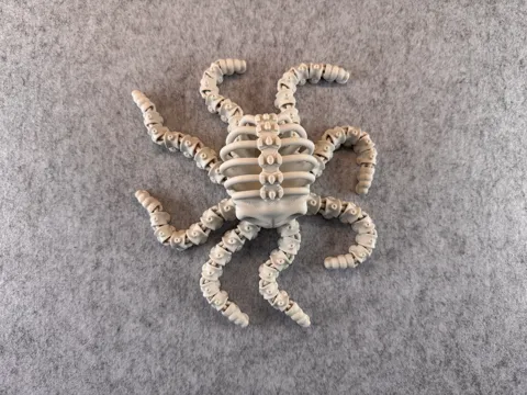 Articulated Skeleton Octopus view 4