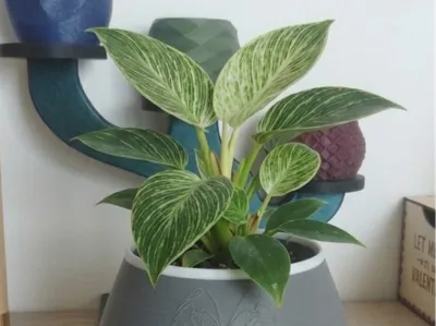 pot philodendron