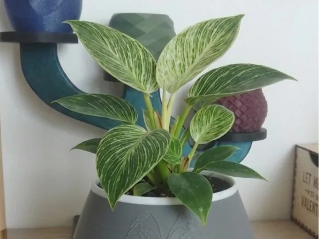 pot philodendron