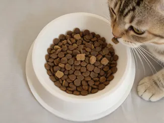 猫狗宠物食物碗