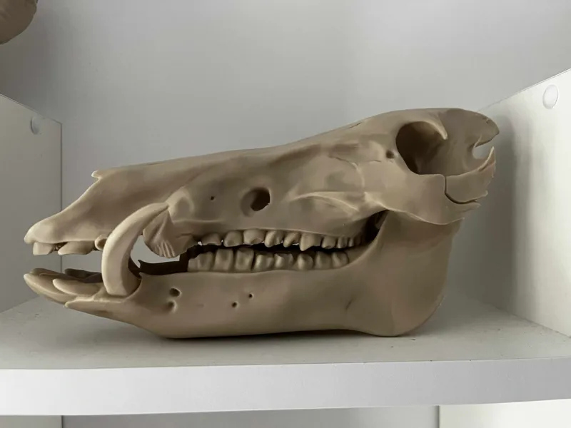 Wild boar skull 60% of size