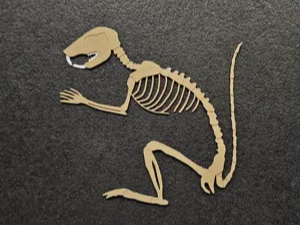 Squirrel Skeleton