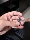 TPU - 0.2mm layer, 2 walls, 15% infill