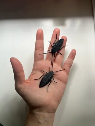 cockroach